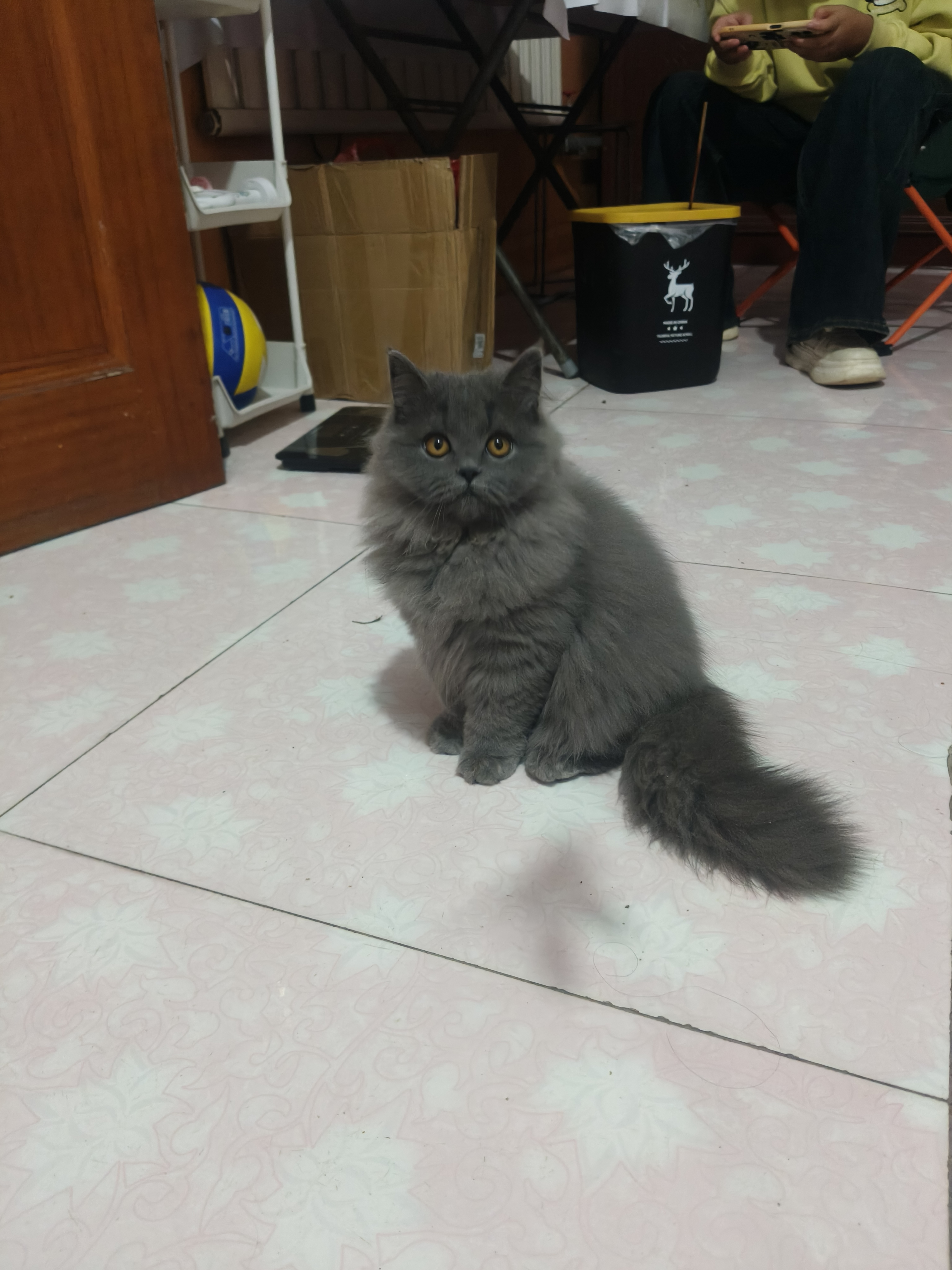 蓝猫高地妹妹，喜欢的联系